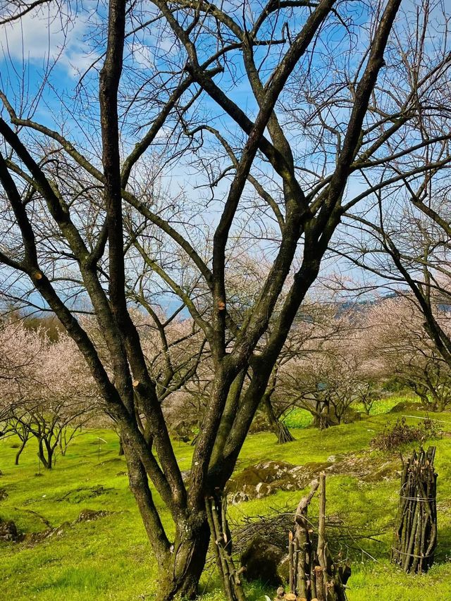 《鶴鳴山：春日青梅、秋季雲海，川西的季節限定浪漫！》