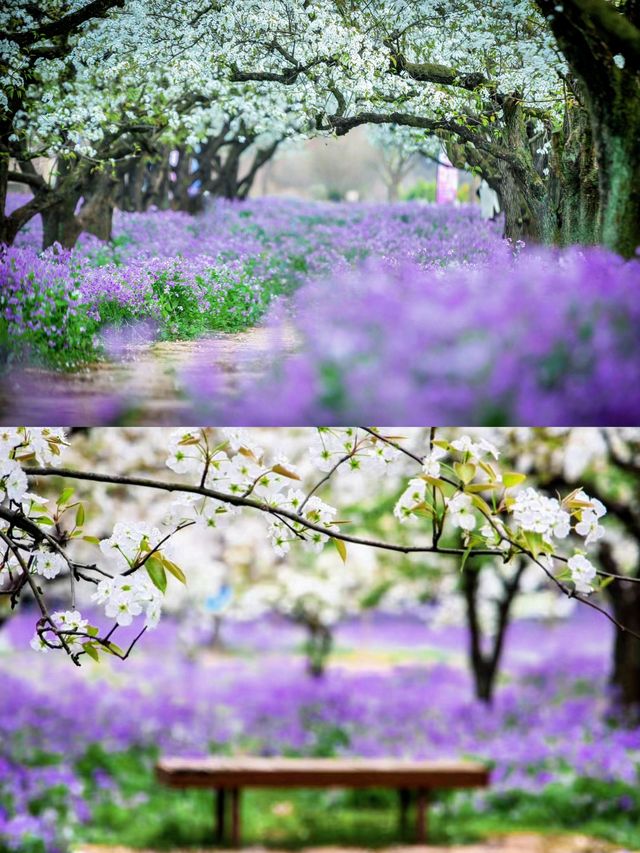 三台山宿遷梨蘭花好美