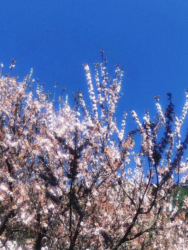 昆明周邊遊｜城市一角，妙高寺，春日賞花好去處～