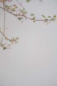 春日來信｜庾園海棠花開