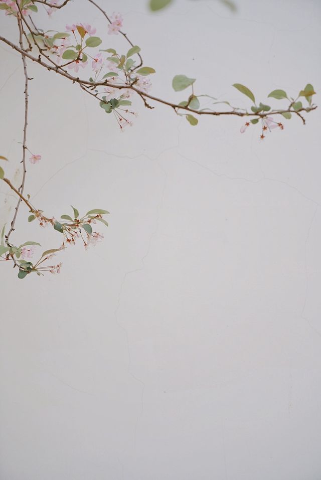 春日來信｜庾園海棠花開