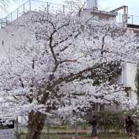 福岡限定🌸3.28舞鶴公園櫻花直擊