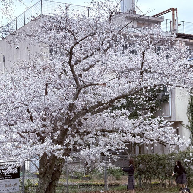 福岡限定🌸3.28舞鶴公園櫻花直擊