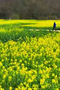 信陽油菜花地圖 | 春日限定的金色浪漫
