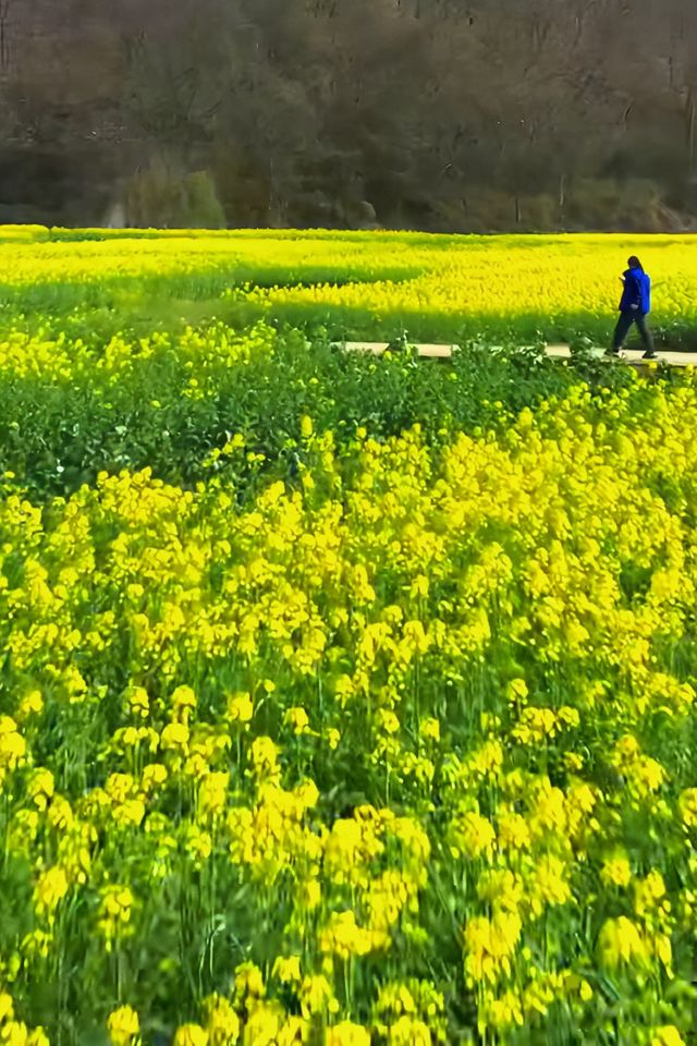 信陽油菜花地圖 | 春日限定的金色浪漫
