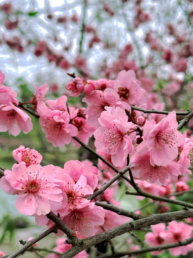 Rush to He Garden for a Limited-Time Romance! Where Peach Blossoms Meet Classical Gardens