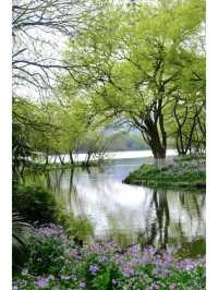 Exploring Hangzhou: A Serene Walk Through Maojiabu