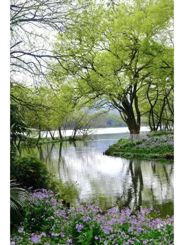 Exploring Hangzhou: A Serene Walk Through Maojiabu