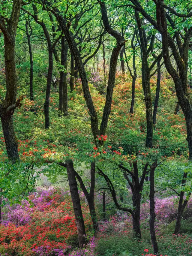 Kunming, Yunnan | April-May Off-season Is Truly Amazing with Fewer Tourists and Beautiful Scenery