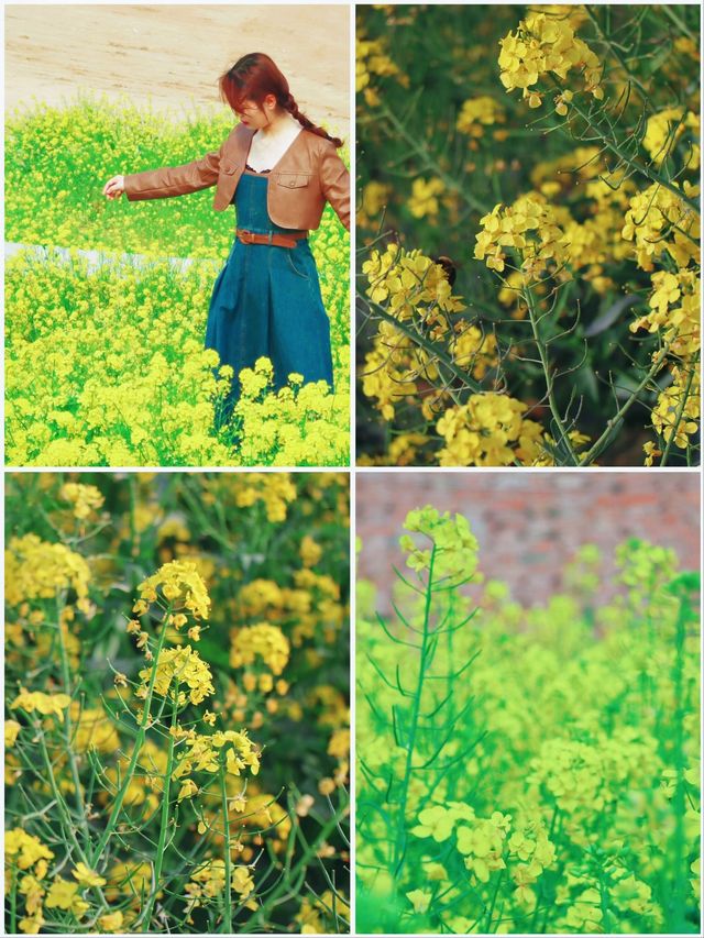 曲靖春日限定 | 寥廓公園賞油菜花攻略