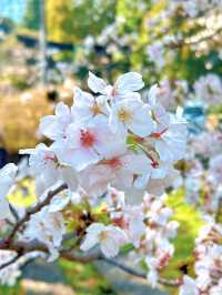 東京タワーと桜の魅力を楽しむ旅