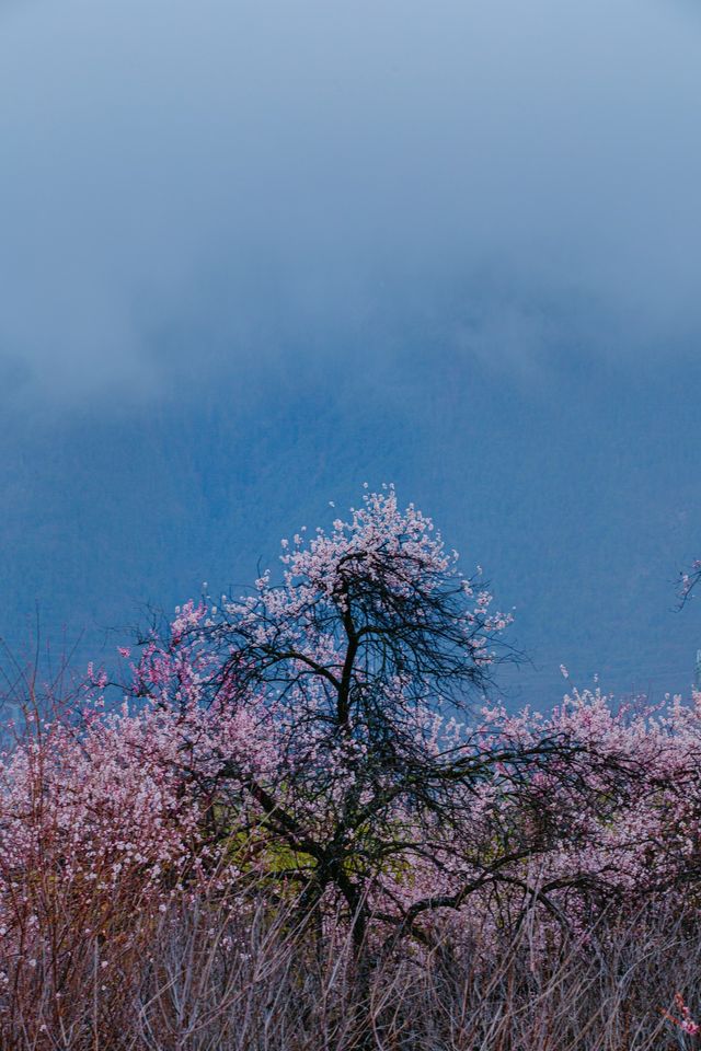 林芝桃花遊玩攻略，錯過又要等一年