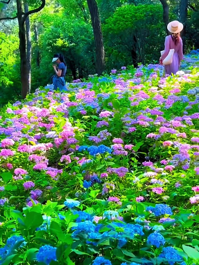 貴州桔鄉花海：繡球花編織的夢幻仙境