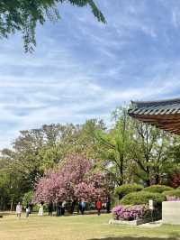 花雨輕落，國會大道的春日私語