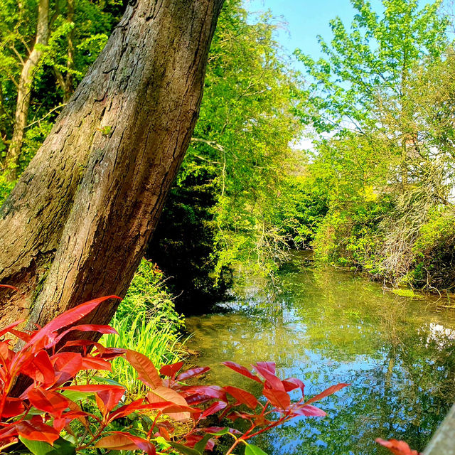 River Freshney: A Hidden Wildlife Gem in Grimsby