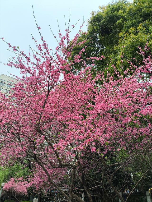 嘉興之旅：邂逅舊站與靜謐公園