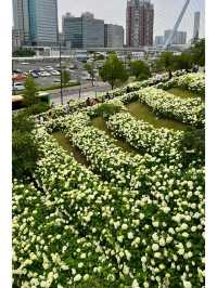 台場 | 繡球花的絢麗盛宴