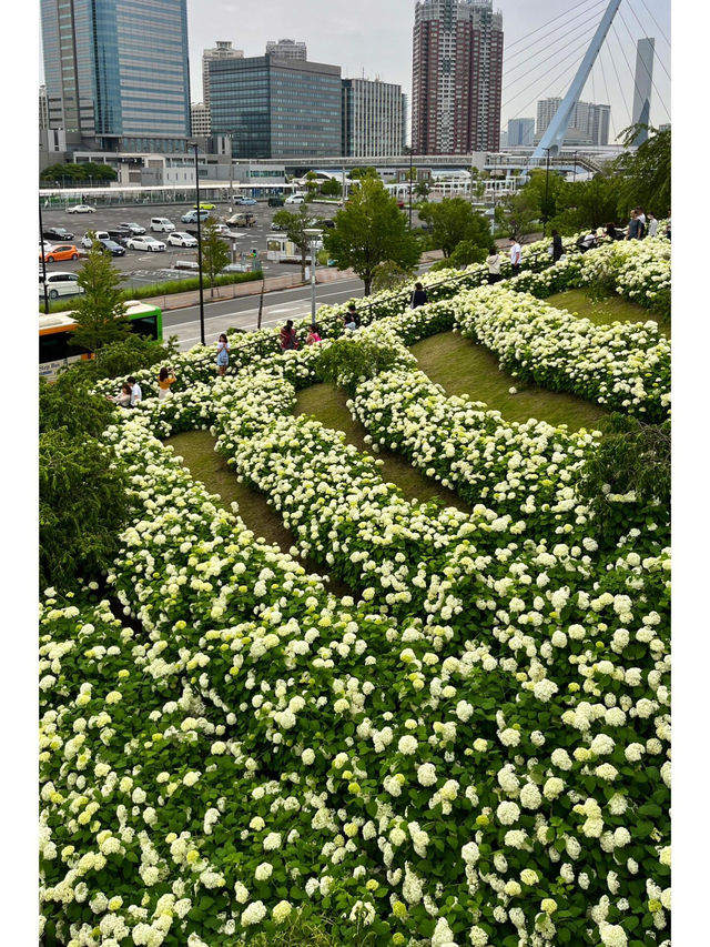 台場 | 繡球花的絢麗盛宴