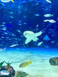 天空中的水族幻夢