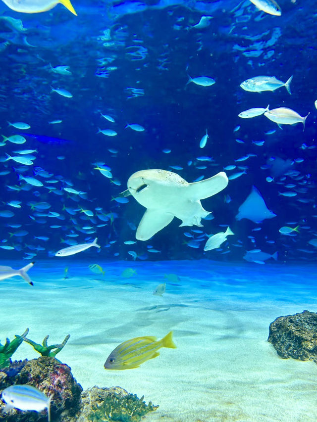 天空中的水族幻夢