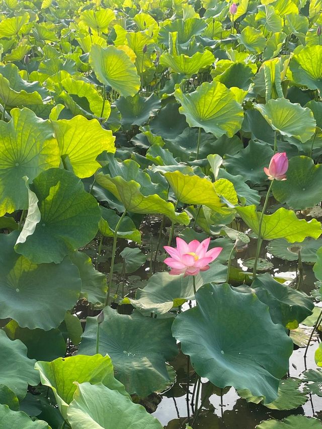 靈川賞荷靚到爆
