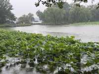 雨中圓明園：歷史與自然的私語