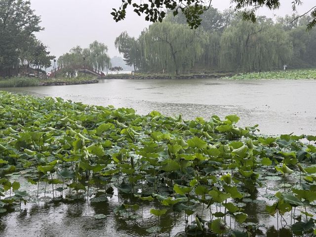 雨中圓明園：歷史與自然的私語