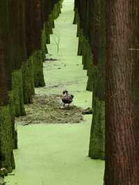 The Truth about the "Matcha Lake" in Qingshanhu
