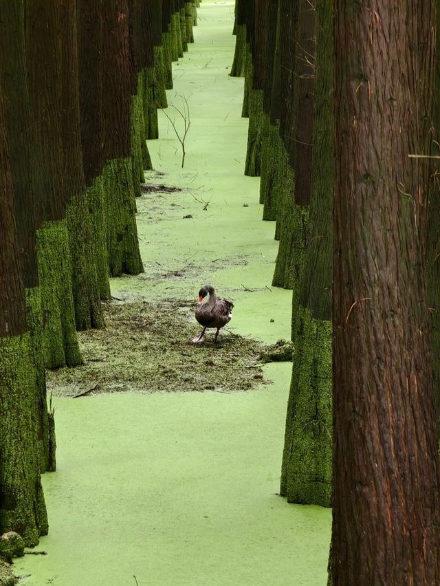 The Truth about the "Matcha Lake" in Qingshanhu