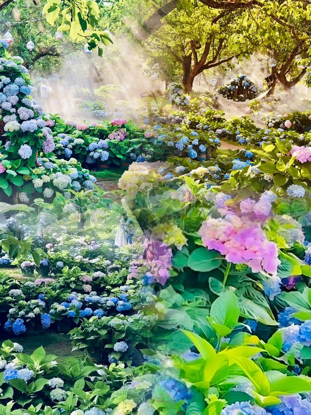 雲南嘅浪漫，鮮花同天空各佔一半