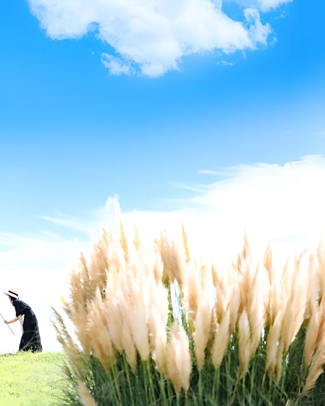 限定2日森之戀公園舉辦蘆葦草攝影會 限定2日森之戀公園舉辦蘆葦草攝影會