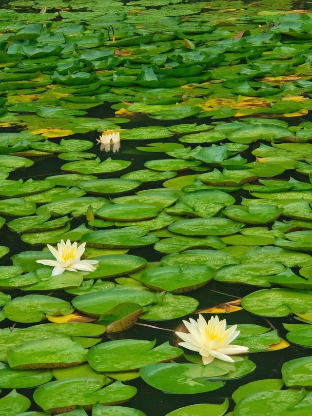 虎丘濕地頂流 雨後睡蓮，莫內油畫感