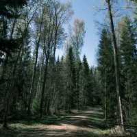 🚴‍♀️ Bicycle Tour Through Helsinki’s Forests: Urban Nature at Its Best