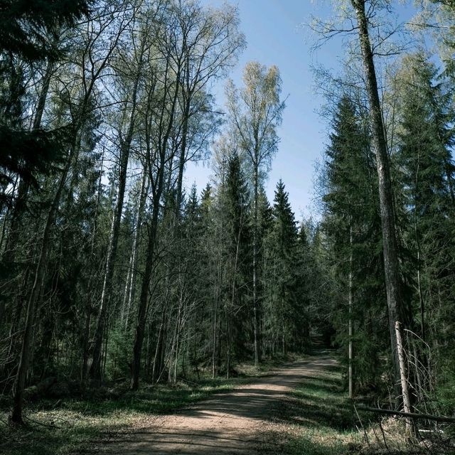 🚴‍♀️ Bicycle Tour Through Helsinki’s Forests: Urban Nature at Its Best