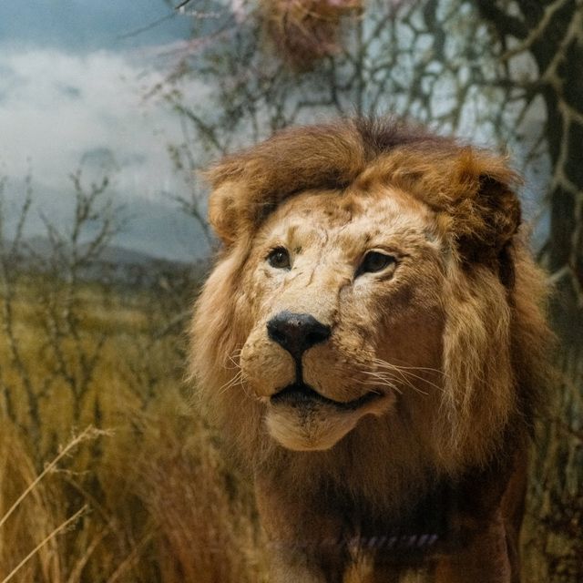 🦁 Natural History Museum Helsinki – A Safari Indoors