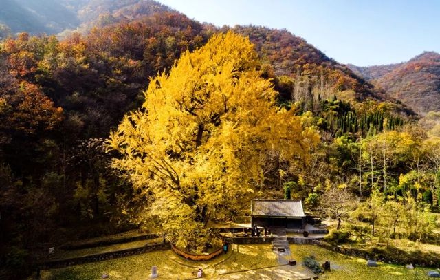 王屋山金頂羊湯季開啟