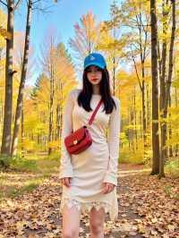 廣東賞銀杏天花板！南雄絕美深秋打卡攻略