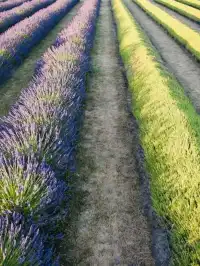 新西蘭旅行｜隱藏在瓦納卡的紫色秘密花園！