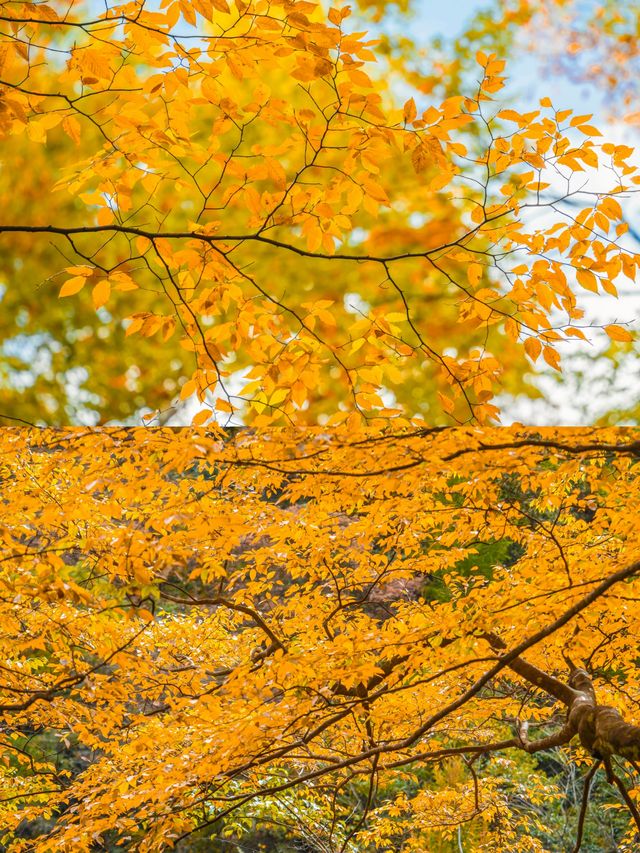 被《國家地理》評為中國最美紅葉秘境，有多絕
