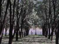 地壇公園｜🩷從史鐵生筆下的「精神原鄉」，逛遍古壇銀杏與歲月