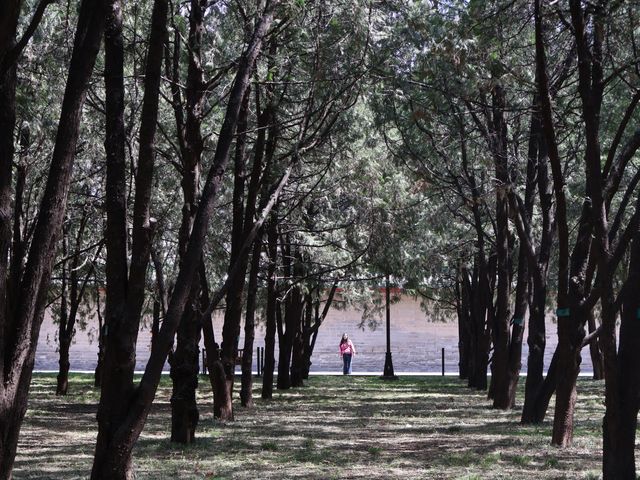 地壇公園｜🩷從史鐵生筆下的「精神原鄉」，逛遍古壇銀杏與歲月