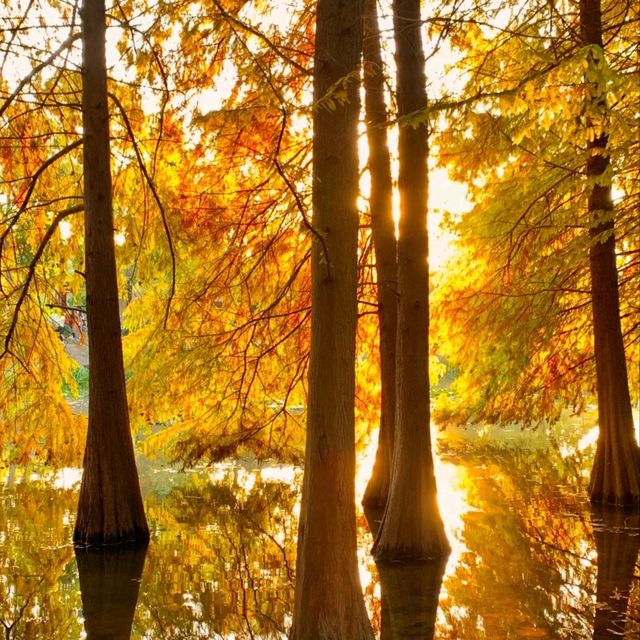 가을 난징, 명효릉의 물푸른나무 숲이 너무 아름다워요🍂  가을 난징, 명효릉의 물푸른나무 숲이 너무 아름다워요🍂