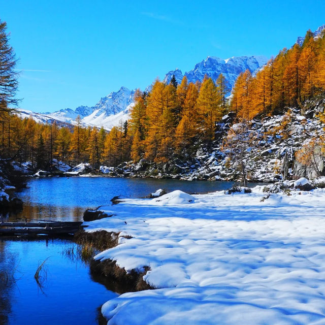 🇮🇹이탈리아 알페 데베레오, 야생 여우와의 뜻밖의 만남 🦊