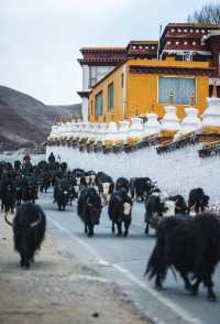 理塘千戶藏寨：在天空之城尋找丁真的世界