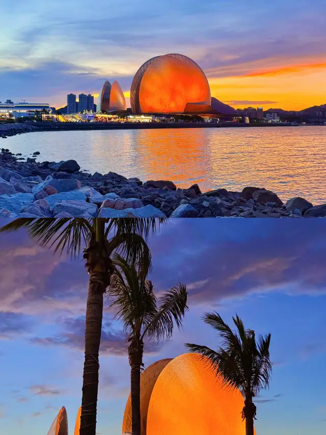 99%的人都沒見過夜晚的日月貝！這畫面太夢幻了！