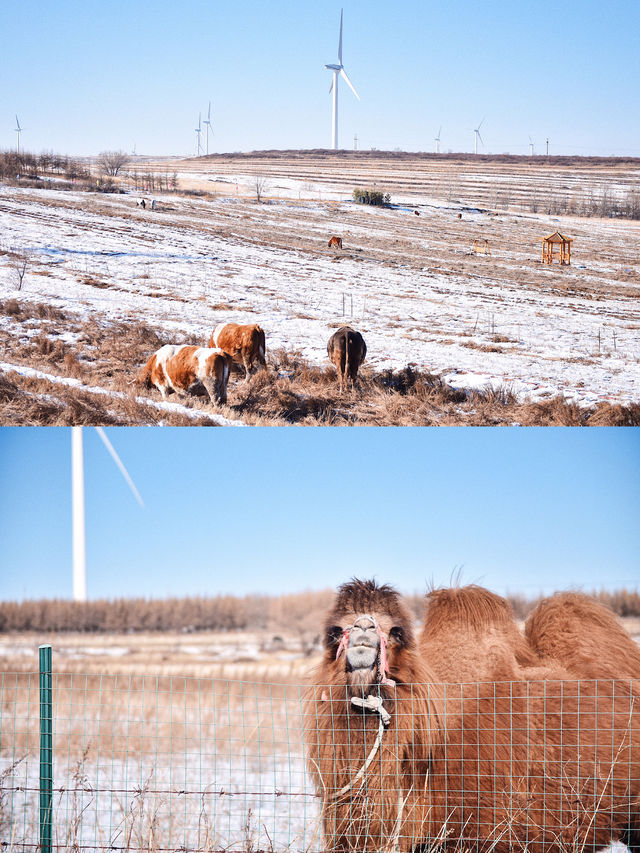 草原天路冬季親子自駕,看這篇就夠了! 草原天路冬季親子自駕,看這篇就夠了!