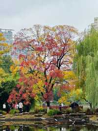 南京莫愁湖已美成油畫了