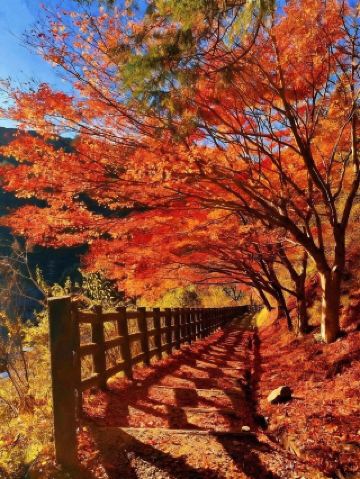 熊野古道秋色巡禮