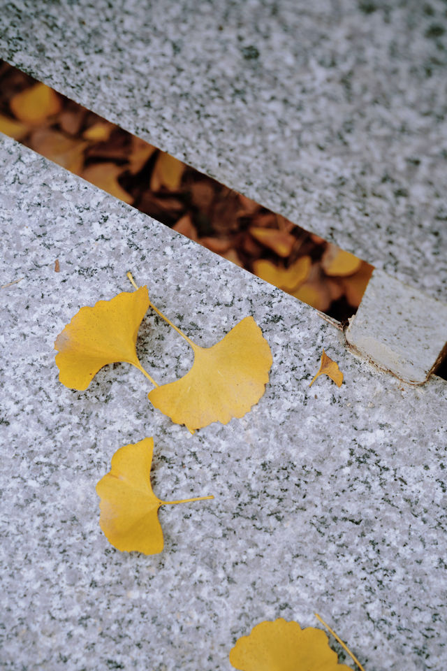 廣東銀杏天花板！韶關帽子峰旅遊景