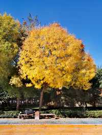 【河南省湯陰縣】城南公園。